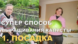 СУПЕР КАПУСТА на спанбонде. ПОСАДКА / Growing Cabbage on Spunbond. 1