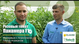 Самый ранний томат без шуток и преувеличений! ПАНАМЕРА F1 от CLAUSE | Интервью с агрономом