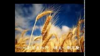 主的莊稼在眼前- (調寄: 舊歡如夢)