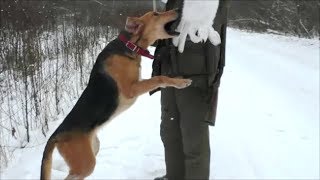 Красивая охота на зайца .