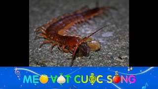 Nếu bị rết cắn, bạn phải làm gì?