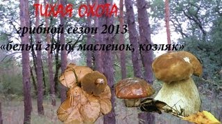 Грибной сезон 2013 белый гриб, масленок  козляк