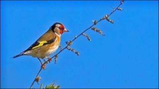 A. Vivaldi: Il Gardellino, Op. 10 n. 3 - Concerto for flute, strings & b.c. in D major (RV 428)