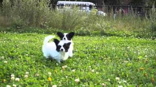 Kennel FCI 'DZHERMANOTTA ROYALS'  Puppies Litter 'A'&'Б'