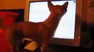 Собака лает на монитор Юмор! Прикол! Смех