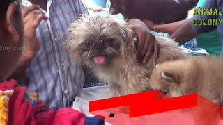 gallif street lasa dog, pomerian and many more with price || animal colony || galiff street