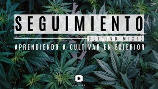 Seguimiento Cultivo Marihuana