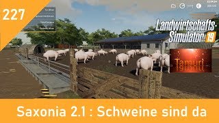 LS19 Saxonia 2.1  Produktionen und Tiere.  Let`s Play #227 Schweine sind da