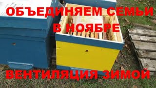 Объединяем семьи в ноябре Зимовка пчел без утепления