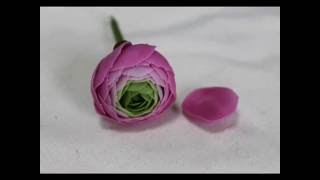 Мастер-класс ранункулюс от студии Victoria de Lys