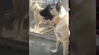 Kangal Baki . Sivas Kangali  Anadolu coban kopegi