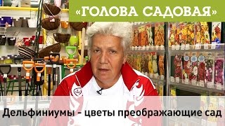 Голова садовая - Дельфиниумы - цветы преображающие сад!