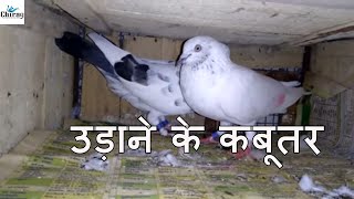 Udaan ke kabutar (High flying pigeon)