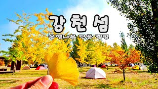 강천섬 / 은행나무 단풍 / 강천섬 캠핑 / 강천섬 은행나무 / 강천섬 드론 / 강천섬 풍경 /  미니멀 캠핑 / 강천섬 자전거