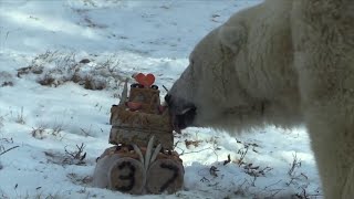 Oldest Polar Bear in America Celebrates 37th Birthday