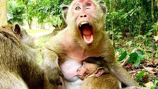 Omg! Popeye Supper Angry, but PoLino breastfeeding until fall asleep.