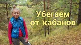 Убегаем от кабанов. Водопад в лесу. Собираем грибы.