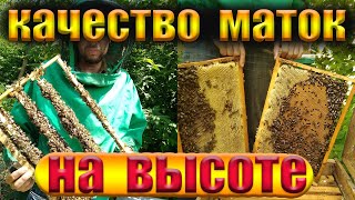 Что нужно для качественних маток.как вывести матки пчел.какое время для этого подходит