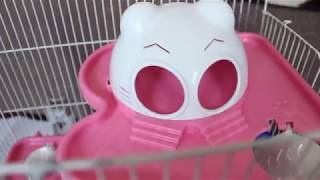 Уборка в клетке у Бусинки 2. HOW TO CLEAN A HAMSTER CAGE 2