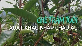 Chè cổ thụ 100 tuổi, giá trăm đô, xuất khẩu khắp châu Âu