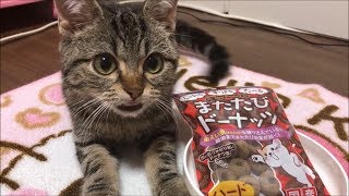 子猫にまたたびドーナッツをあげるとこうなりますｗ