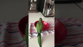 Смешной попугай Гуччи ! Квакер-Калита- монах ! Купается !