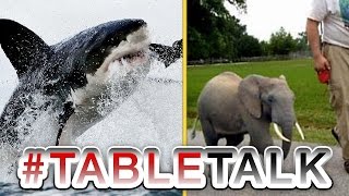 Shark Week and Tiny Elephants on #TableTalk!