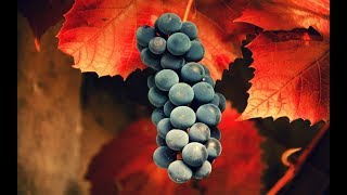 Укоренение черенков винограда. Отличный метод "КВЕБЕК". Виноград центр / grape center