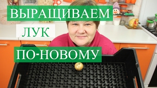 Лук на Зелень. Выращивание лука новым способом.