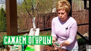 Рассада огурцов ? Секреты правильной посадки / Садовый гид