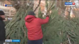 Елочные базары в Саратове откроются 20 декабря