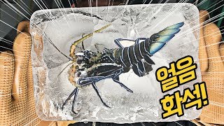 랍스터 얼음화석 만들기!