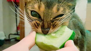 КОТ ЕСТ ОГУРЦЫ кот ест огурец?
