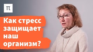 История изучения стресса – Анна Усенко 