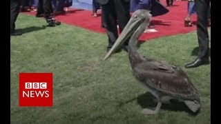 Pelicans gatecrash university graduation - BBC News