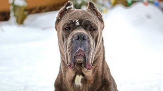 Cane Corso Italian Mastiff