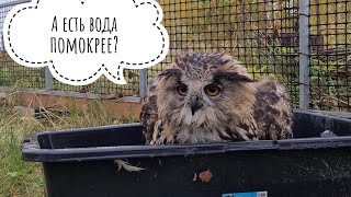 Сова Ёль принимает утреннюю ванну. Не отвлекайте сову! Кошка Морошка гонит Воришку щашлычков