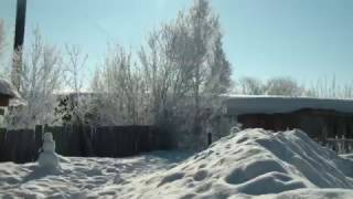 Среднерусские пчёлы.
