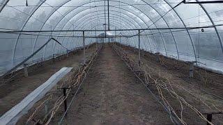 Зимующий виноград и состояние саженцев в подвале 08.02.2020