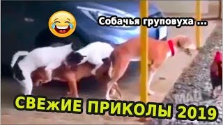 Собачья групповуха Я ПЛАКАЛ и РЖАЛ до СЛЁЗ