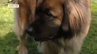 Deutsche Welle: Bericht über Leonberger