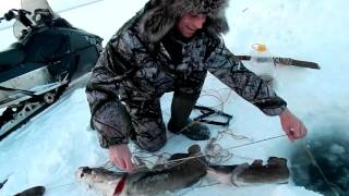 Зимняя Рыбалка Лёха фартовый)))(26.01.2017)