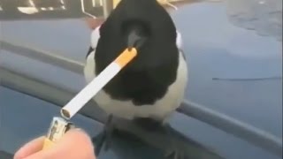 TOP Funny Animals Compilation - Funny Cats and Birds