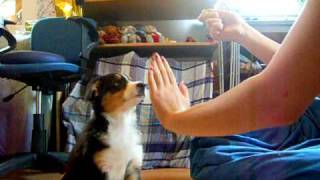 Amy lernt die ersten Tricks ;) (10 Wochen)