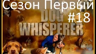 Переводчик с собачьего видео сезон 1 серия 18
