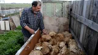 утилизация отходов грибного производства, вешенка, старые блоки