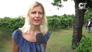 Prima vendemmia analcolica