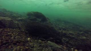 Хариус подо льдом. Grayling under the ice