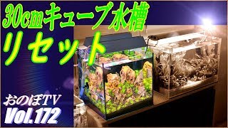 【秋の水槽リセット祭り！】30cmキューブ水槽(おすそ分け水槽)!！さすがに今年最後のリセット？ #172