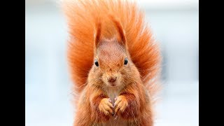 ❄ МУМИ-ТРОЛЛИ ❄ ВОЛШЕБНАЯ ЗИМА ❄ 7. БЕЛЬЧОНОК ❄ АУДИОСКАЗКА